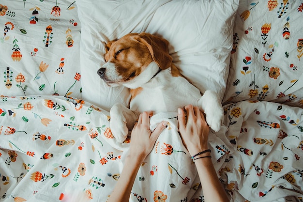 Vista de ângulo alto de um cão descansando na cama