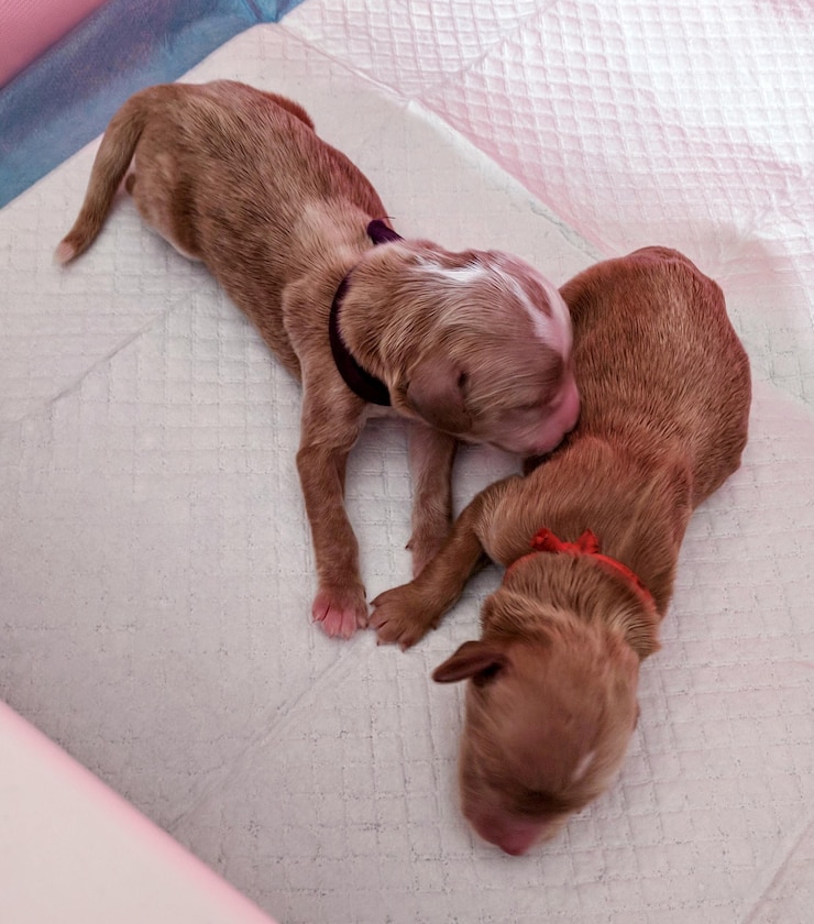 Foto vista de ângulo alto de um cão dormindo no chão de telhas