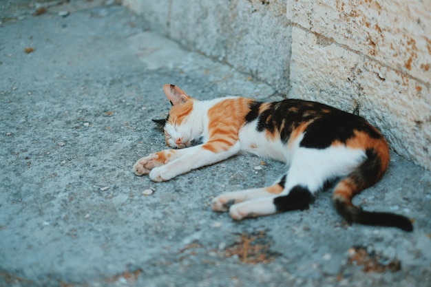 Vista de ângulo alto de um gato vagabundo dormindo na calçada