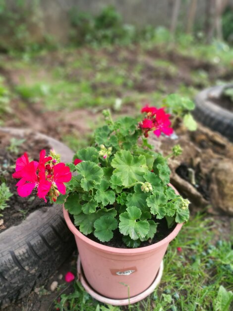 Foto vista de ângulo alto de um vaso de flores no jardim