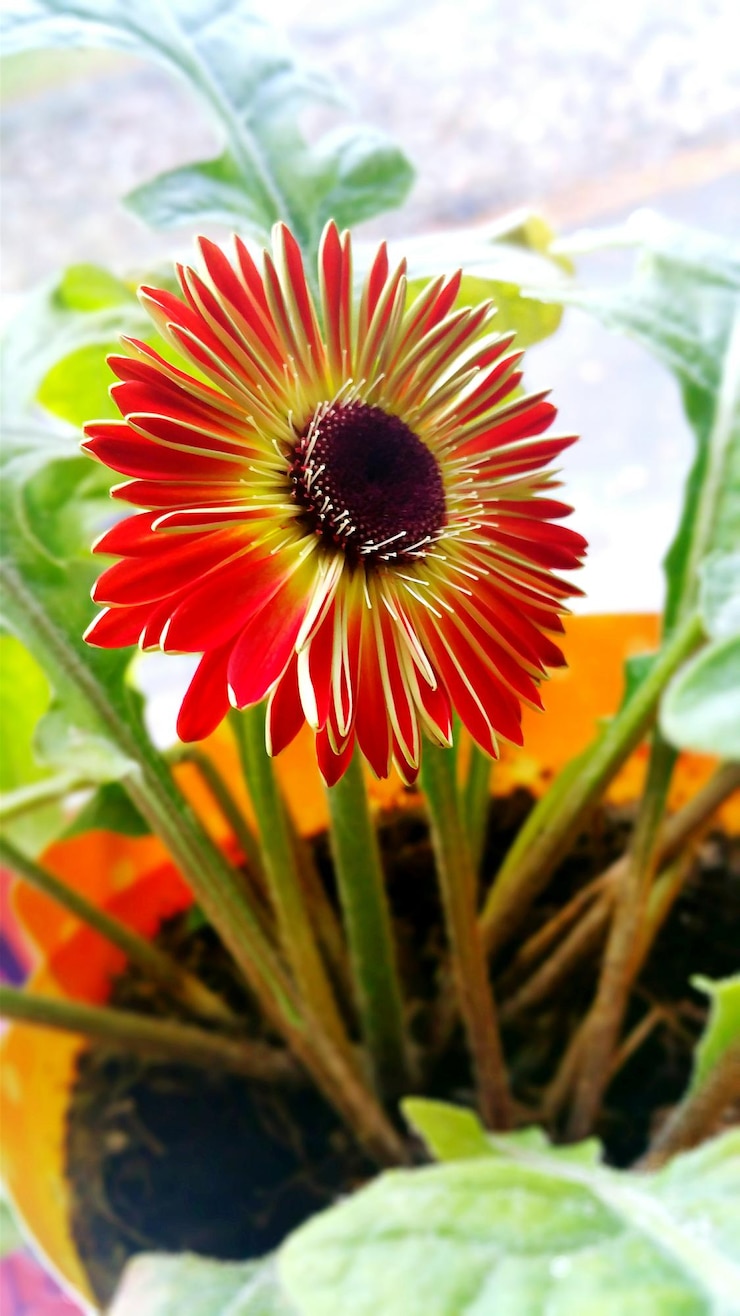 Foto vista de ângulo alto de uma planta de flores em vaso