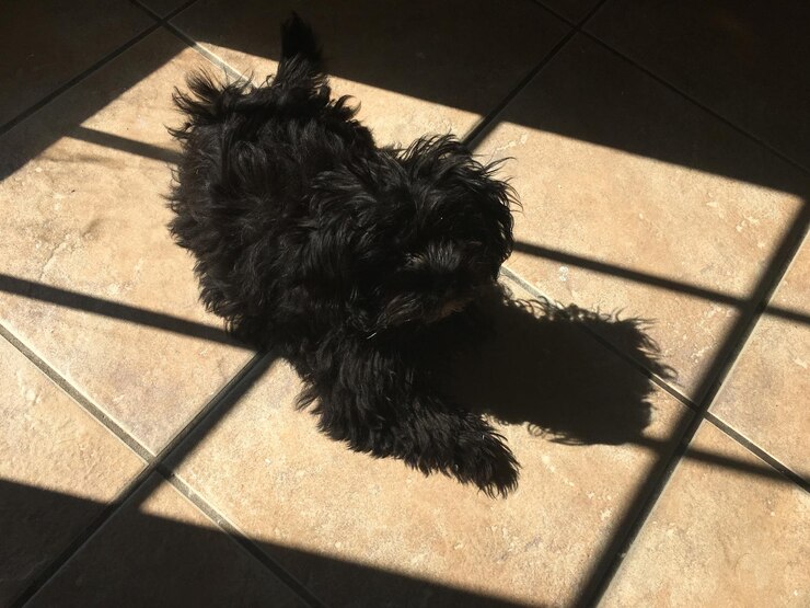 Foto vista de ângulo alto do cão no chão de telhas