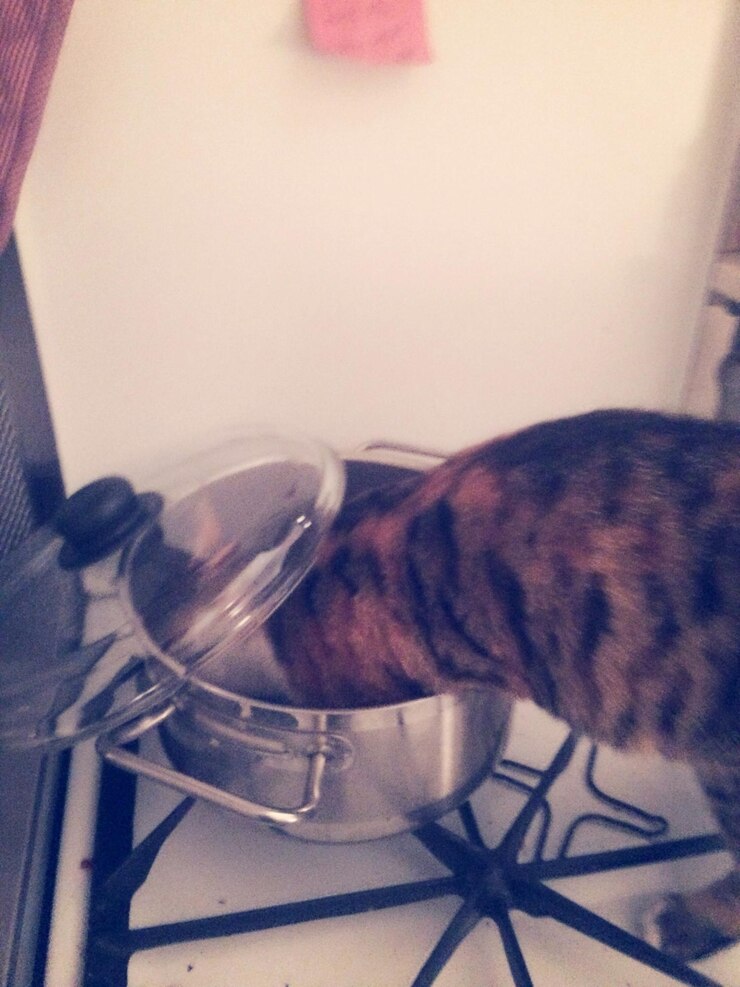 Foto vista de ângulo alto do gato na panela de cozinha no chão em casa