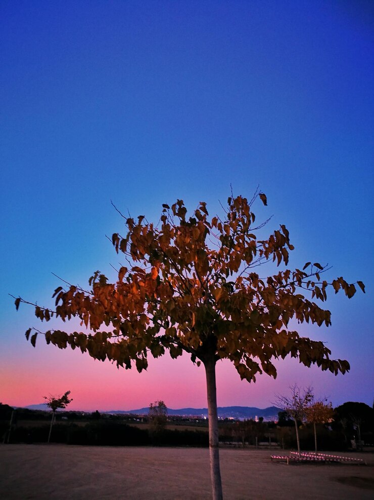 Foto vista de ângulo baixo da árvore contra o céu azul claro