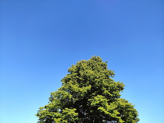 Vista de ângulo baixo da árvore contra o céu azul