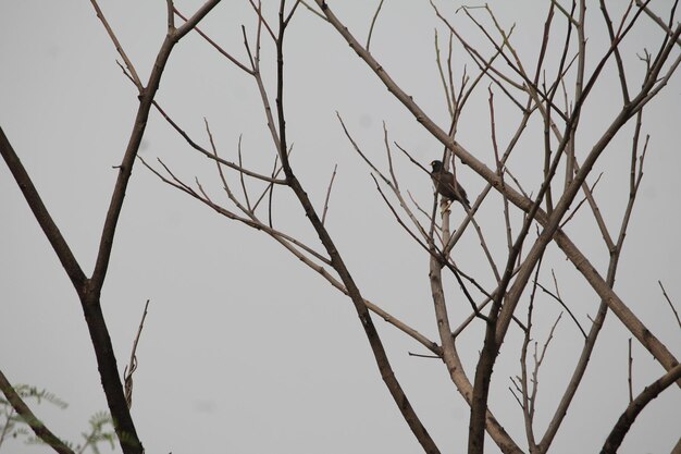 Foto vista de ângulo baixo da árvore contra o céu claro