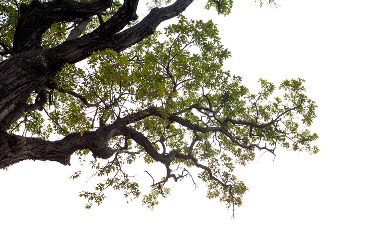 Foto vista de ângulo baixo da árvore contra o céu claro