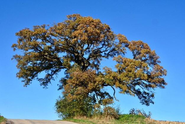 Foto vista de ângulo baixo da árvore contra o céu claro