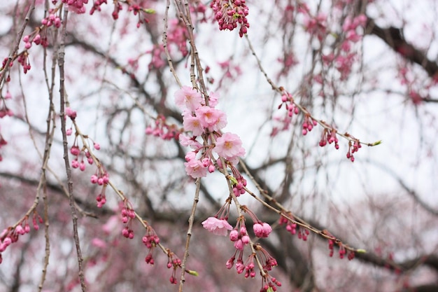 Foto vista de ângulo baixo da árvore de cerejeira em flor