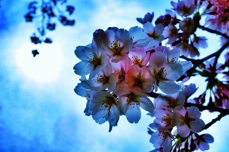Foto vista de ângulo baixo da árvore de cerejeira em flor