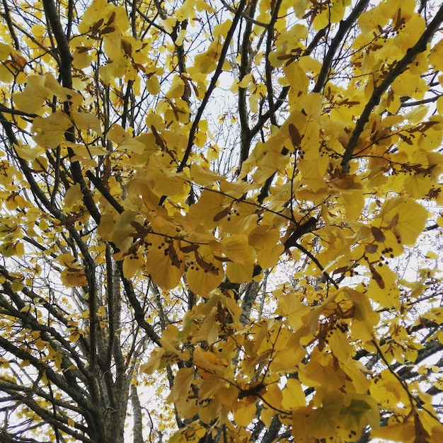 Foto vista de ângulo baixo da árvore de flores amarelas