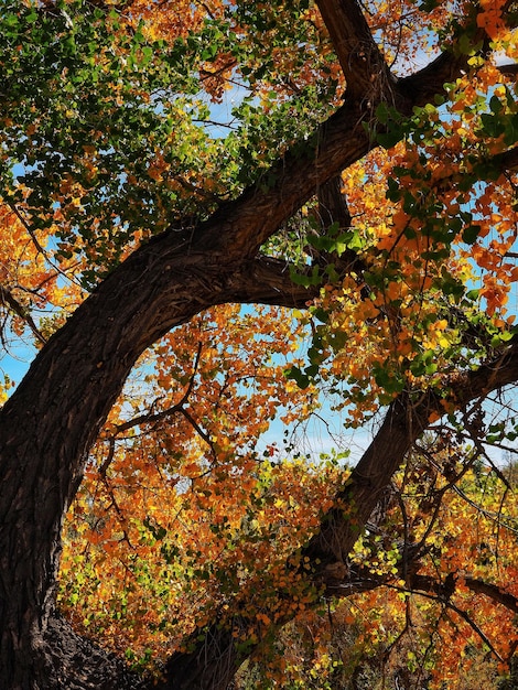 Foto vista de ângulo baixo da árvore no outono