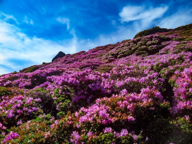 Foto vista de ângulo baixo da árvore