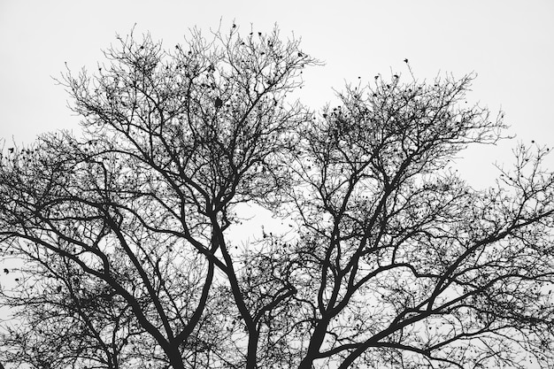 Foto vista de ângulo baixo da cerejeira contra o céu