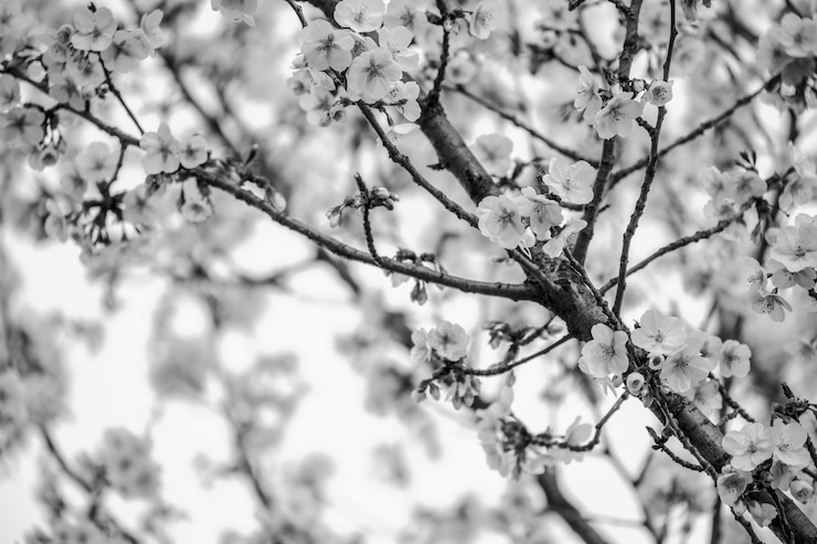 Foto vista de ângulo baixo da flor de cereja na árvore