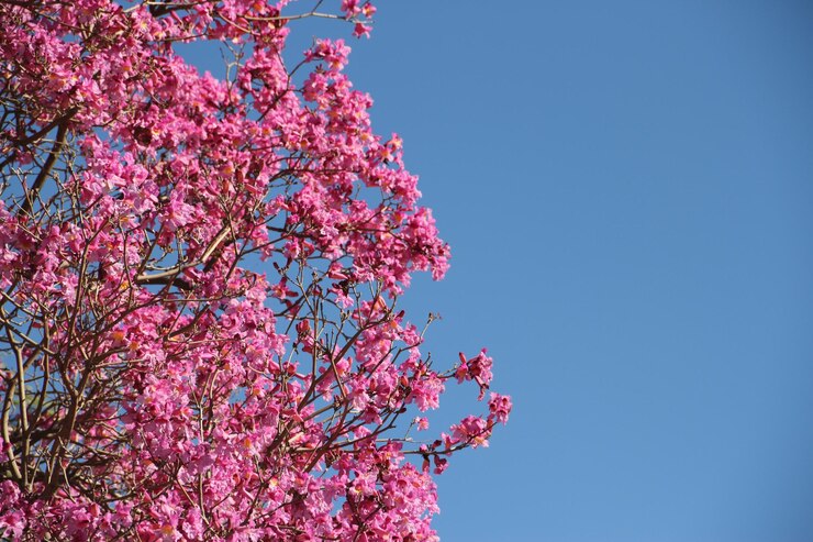 Foto vista de ângulo baixo da flor de cereja rosa