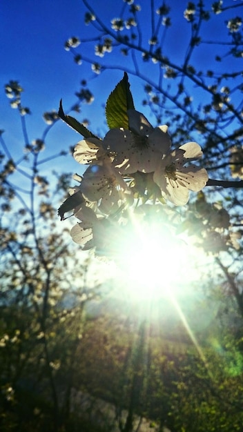 Foto vista de ângulo baixo da flor de cerejeira contra o sol brilhante
