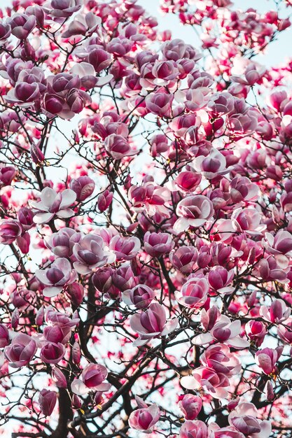 Vista de ângulo baixo da flor de cerejeira rosa contra o céu