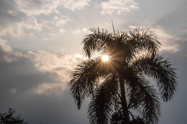 Foto vista de ângulo baixo da luz solar fluindo através da silhueta da palmeira contra o céu