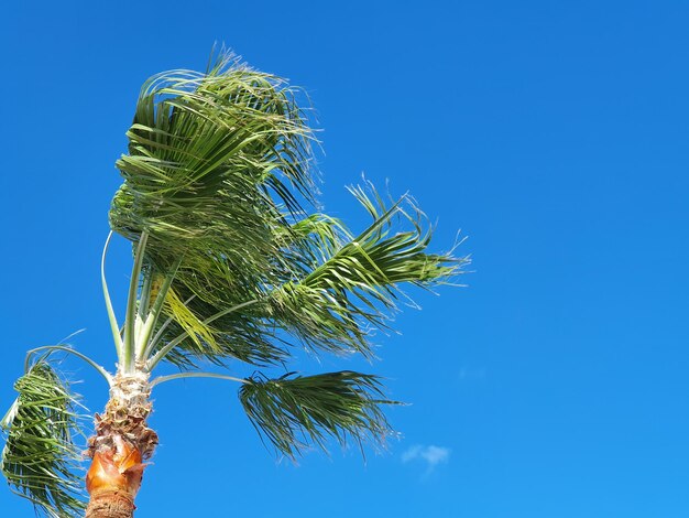 Foto vista de ângulo baixo da palmeira de coco contra o céu azul claro