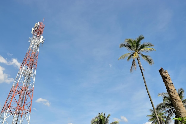 Foto vista de ângulo baixo da palmeira de coco contra o céu azul