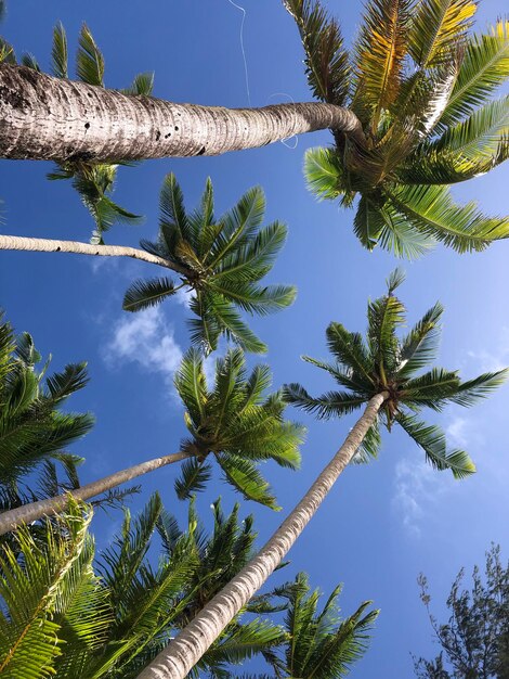 Foto vista de ângulo baixo da palmeira de coco contra o céu azul