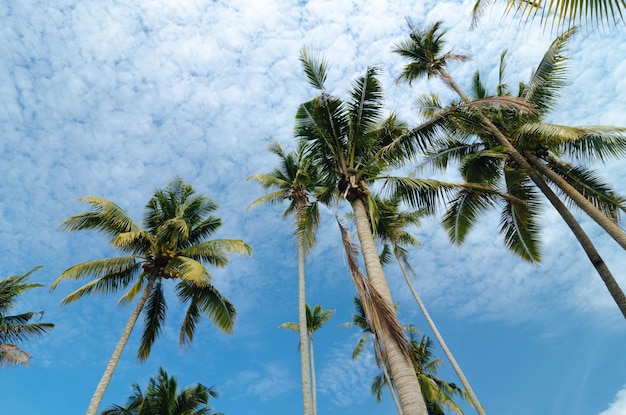 Vista de ângulo baixo da palmeira de coco contra o céu nublado