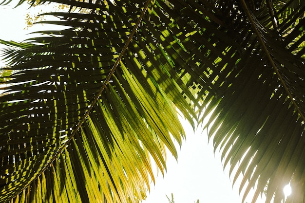 Foto vista de ângulo baixo da palmeira de coco contra o céu