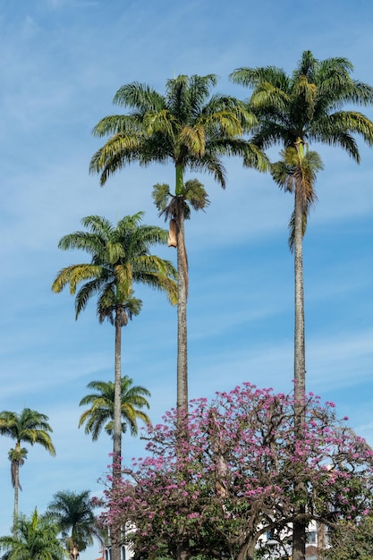 Foto vista de ângulo baixo da palmeira de coco contra o céu