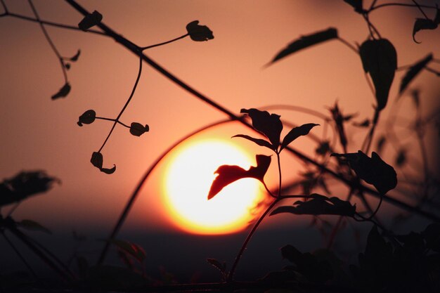 Foto vista de ângulo baixo da planta de silhueta contra o céu laranja durante o pôr-do-sol