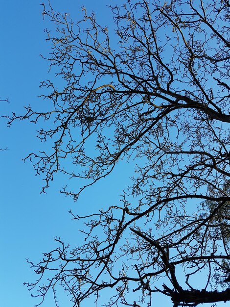 Foto vista de ângulo baixo da silhueta da árvore contra o céu azul