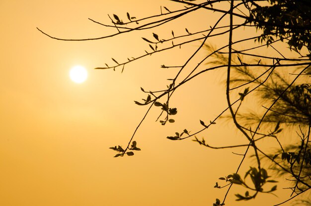 Foto vista de ângulo baixo da silhueta da árvore contra o céu claro durante o pôr-do-sol