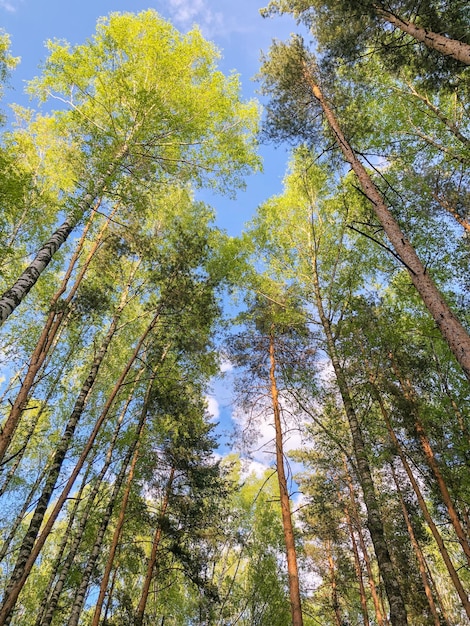 Vista de ângulo baixo das coroas verdes das árvores na floresta no céu azul