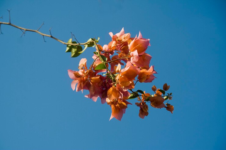 Foto vista de ângulo baixo das flores de cerejeira contra o céu azul claro