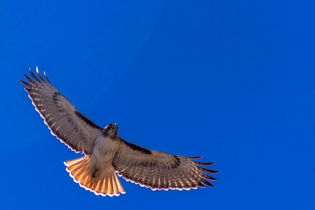 Foto vista de ângulo baixo de águia voando contra o céu azul claro