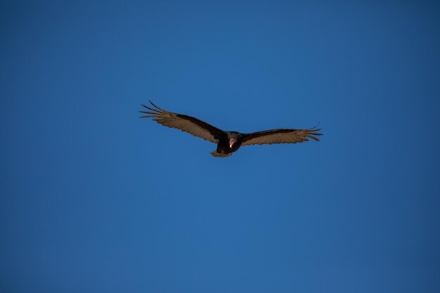 Foto vista de ângulo baixo de águia voando no céu