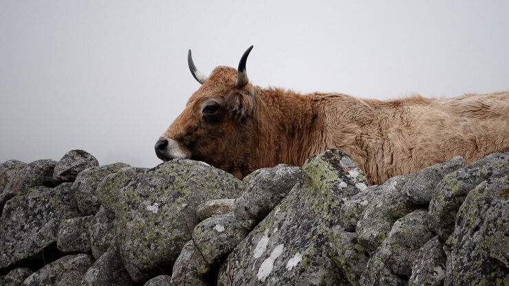 Foto vista de ângulo baixo de animal em rocha contra o céu