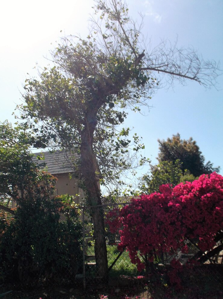 Foto vista de ângulo baixo de arbustos e árvores em flor