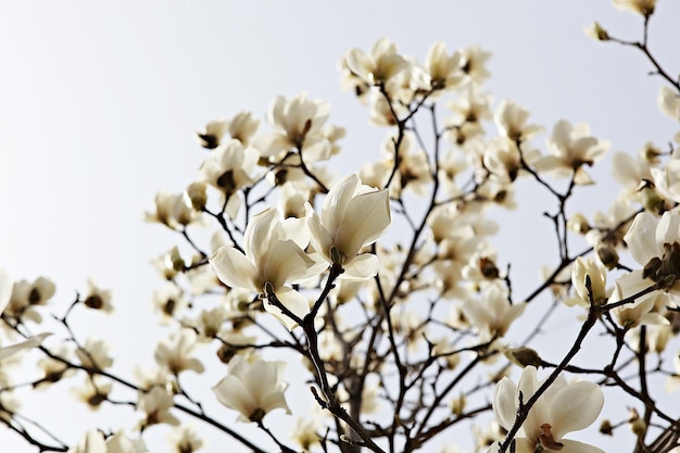 Vista de ângulo baixo de árvore branca com flores