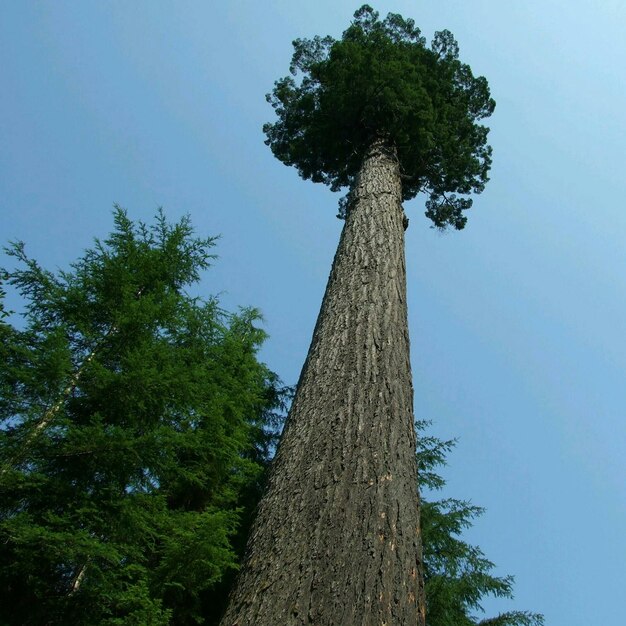 Foto vista de ângulo baixo de árvore contra o céu azul