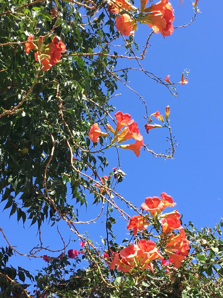 Foto vista de ângulo baixo de árvore contra o céu azul