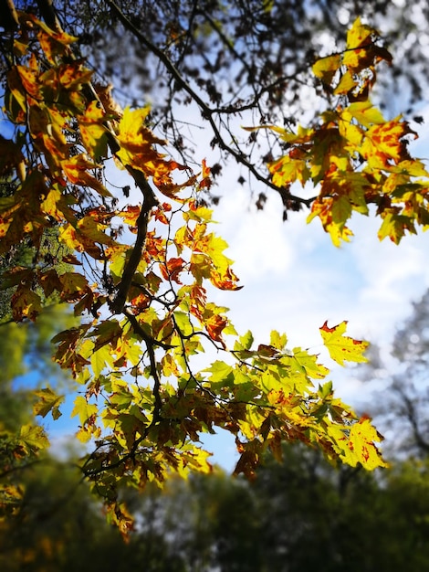 Foto vista de ângulo baixo de árvore contra o céu durante o outono