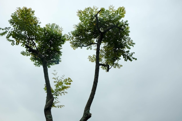 Vista de ângulo baixo de árvore crescendo contra o céu claro