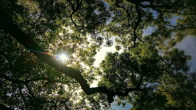 Vista de ângulo baixo de árvore crescendo contra o céu