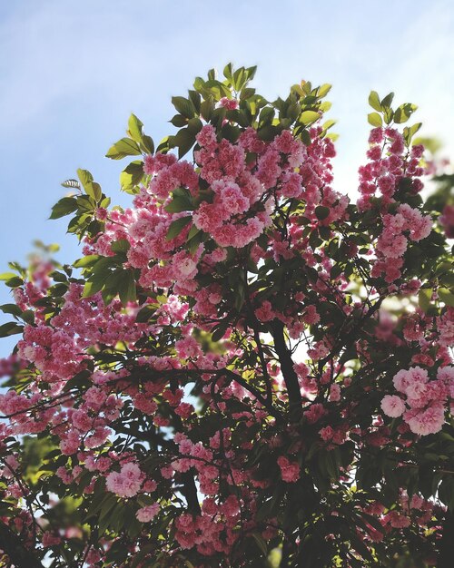 Foto vista de ângulo baixo de árvore de flor rosa contra o céu