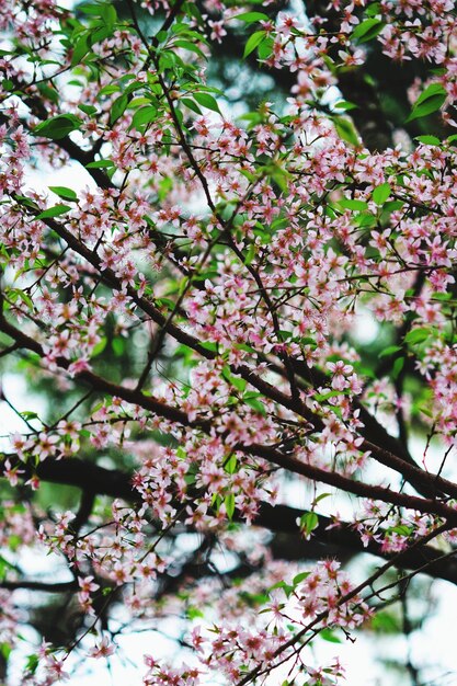 Foto vista de ângulo baixo de árvore de flor rosa