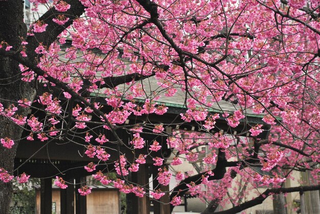 Foto vista de ângulo baixo de árvore de flor rosa