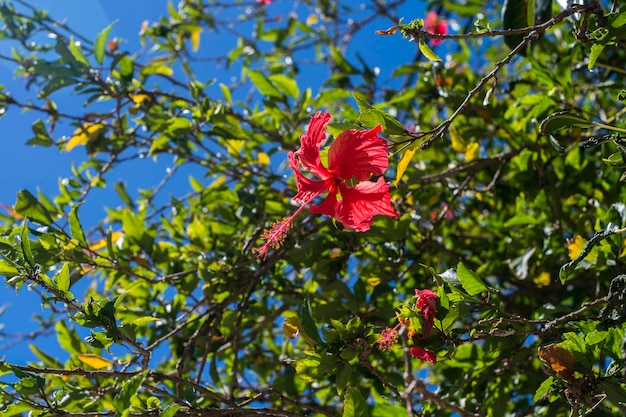 Vista de ângulo baixo de árvore de flor vermelha contra o céu