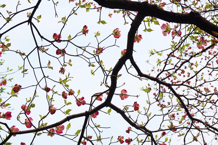 Foto vista de ângulo baixo de árvore de flores contra o céu