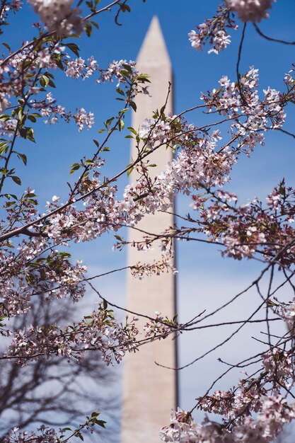 Foto vista de ângulo baixo de árvore de flores contra o céu